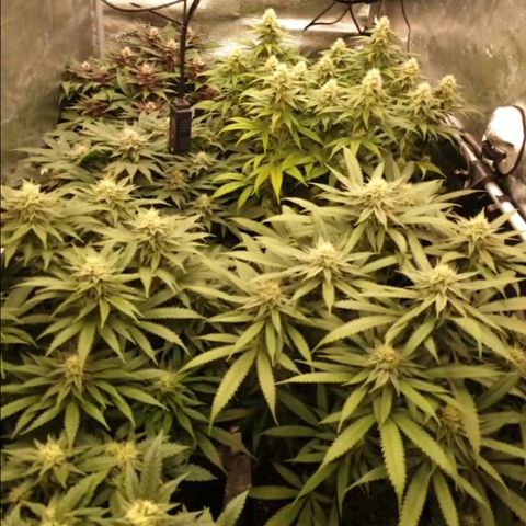 Zamnesia Purple Urkle #1 growlog timeline photo