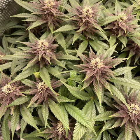 Zamnesia Purple Urkle #1 growlog timeline photo