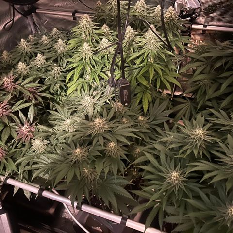 Zamnesia Purple Urkle #1 growlog timeline photo
