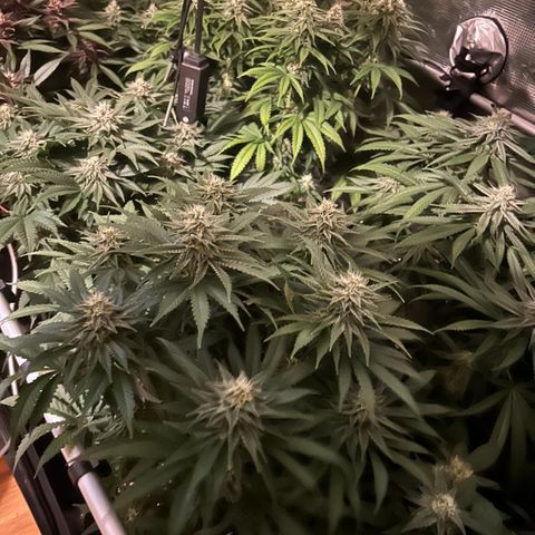 Zamnesia Purple Urkle #1 growlog timeline photo