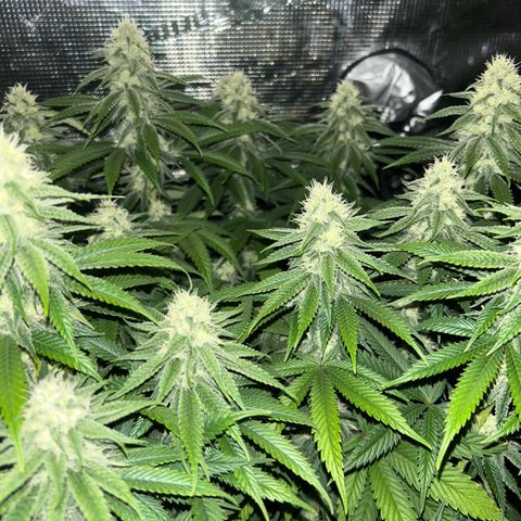 Zamnesia Purple Urkle #1 growlog timeline photo