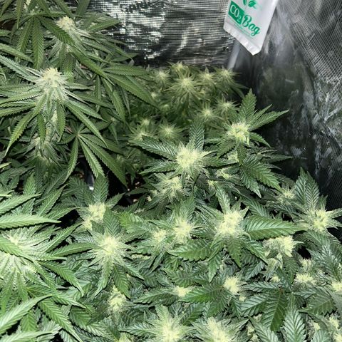 Zamnesia Purple Urkle #1 growlog timeline photo