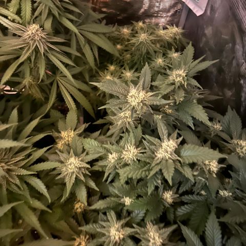 Zamnesia Purple Urkle #1 growlog timeline photo
