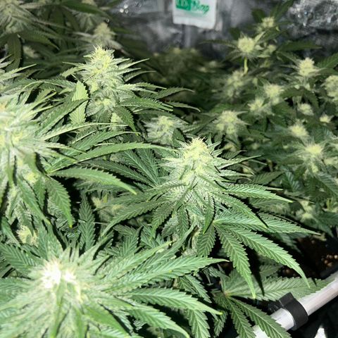 Zamnesia Purple Urkle #1 growlog timeline photo