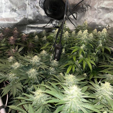 Zamnesia Purple Urkle #1 growlog timeline photo