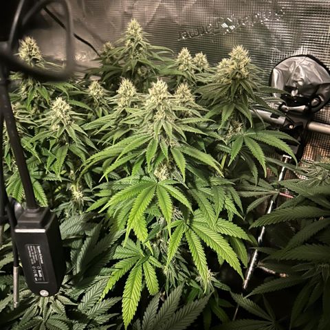 Zamnesia Purple Urkle #1 growlog timeline photo