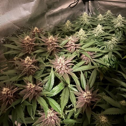 Zamnesia Purple Urkle #1 growlog timeline photo