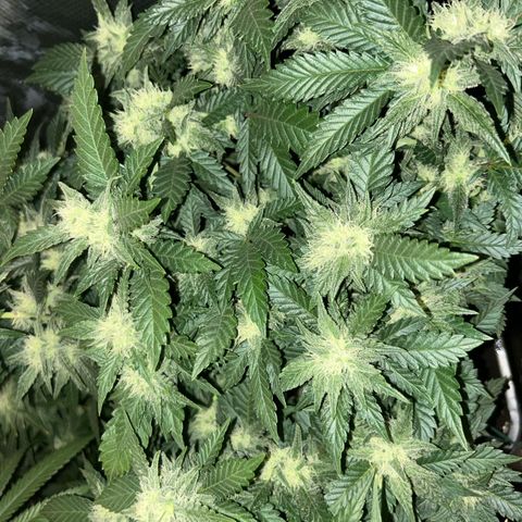 Zamnesia Purple Urkle #1 growlog timeline photo