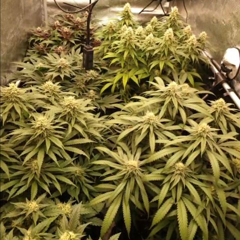 Zamnesia Purple Urkle #1 growlog timeline photo