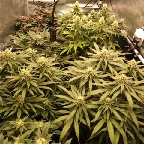 Zamnesia Purple Urkle #1 growlog timeline photo