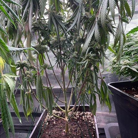 Zamnesia Purple Urkle #1 growlog timeline photo