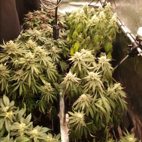Zamnesia Purple Urkle #1 growlog timeline photo