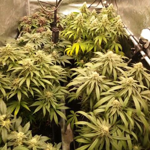 Zamnesia Purple Urkle #1 growlog timeline photo