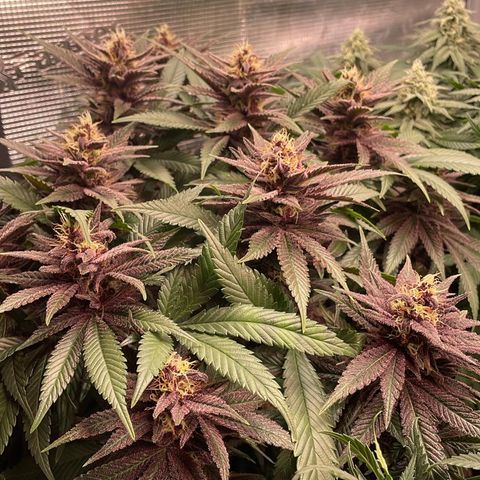 Zamnesia Purple Urkle #1 growlog timeline photo