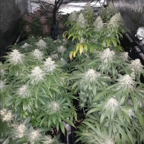 Zamnesia Purple Urkle #1 growlog timeline photo