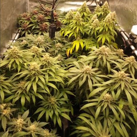 Zamnesia Purple Urkle #1 growlog timeline photo