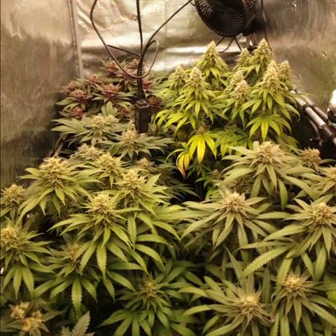 Zamnesia Purple Urkle #1 growlog timeline photo