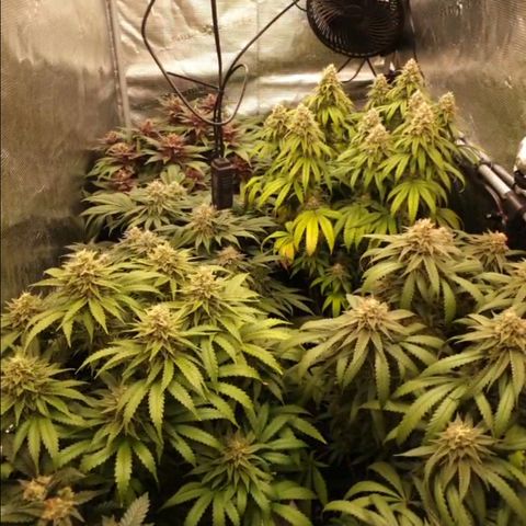 Zamnesia Purple Urkle #1 growlog timeline photo