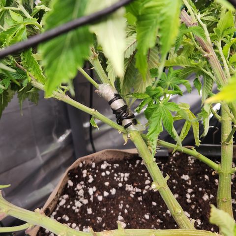 Humboldt Orange Creampop #1 growlog timeline photo