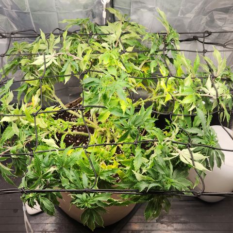 Humboldt Orange Creampop #1 growlog timeline photo