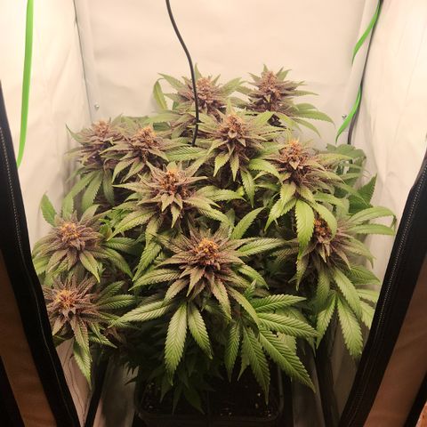 Zamnesia Purple Urkle #1 growlog photo: Eventuell Zwitter... 
Ins 40x40 Zeit gestellt zur Beobachtung! 