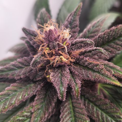 Zamnesia Purple Urkle #1 growlog photo: Eventuell Zwitter... 
Ins 40x40 Zeit gestellt zur Beobachtung! 