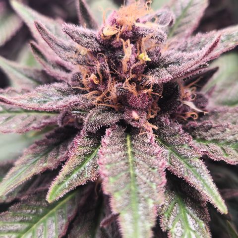 Zamnesia Purple Urkle #1 growlog photo: Eventuell Zwitter... 
Ins 40x40 Zeit gestellt zur Beobachtung! 