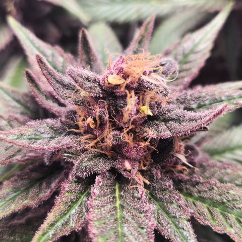 Zamnesia Purple Urkle #1 growlog photo: Eventuell Zwitter... 
Ins 40x40 Zeit gestellt zur Beobachtung! 