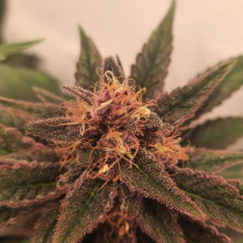 Zamnesia Purple Urkle #1 growlog photo: Eventuell Zwitter... 
Ins 40x40 Zeit gestellt zur Beobachtung! 