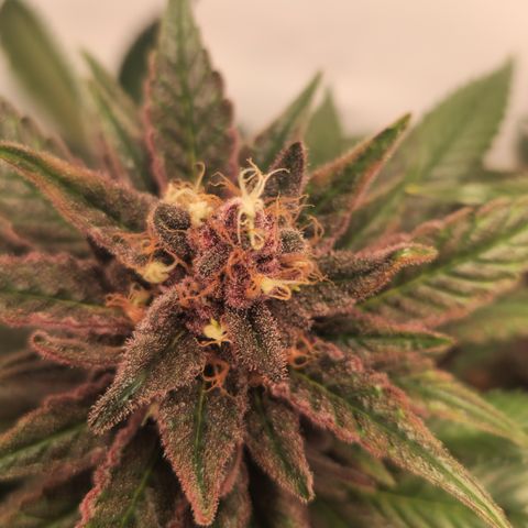 Zamnesia Purple Urkle #1 growlog photo: Eventuell Zwitter... 
Ins 40x40 Zeit gestellt zur Beobachtung! 