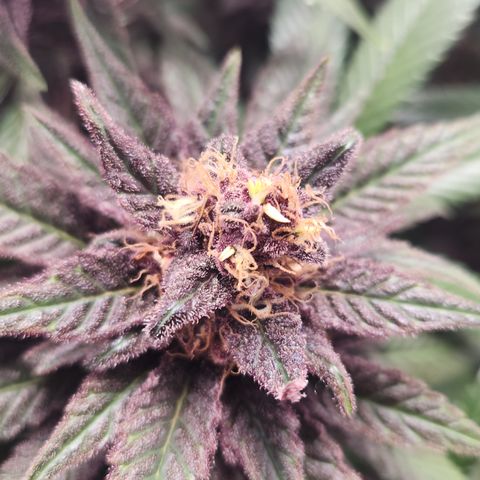 Zamnesia Purple Urkle #1 growlog photo: Eventuell Zwitter... 
Ins 40x40 Zeit gestellt zur Beobachtung! 