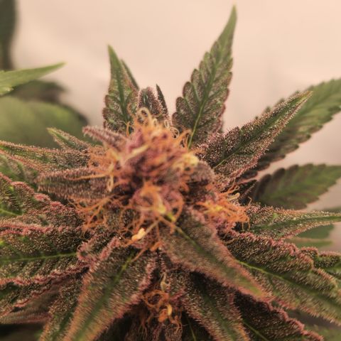Zamnesia Purple Urkle #1 growlog photo: Eventuell Zwitter... 
Ins 40x40 Zeit gestellt zur Beobachtung! 