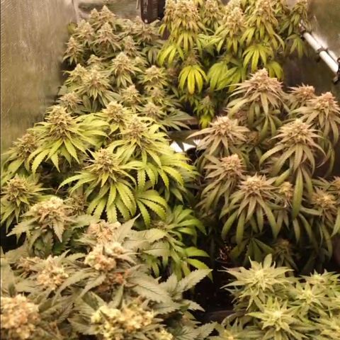 Zamnesia Jet Fuel #1 growlog timeline photo