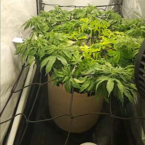 Humboldt Orange Creampop #1 growlog timeline photo