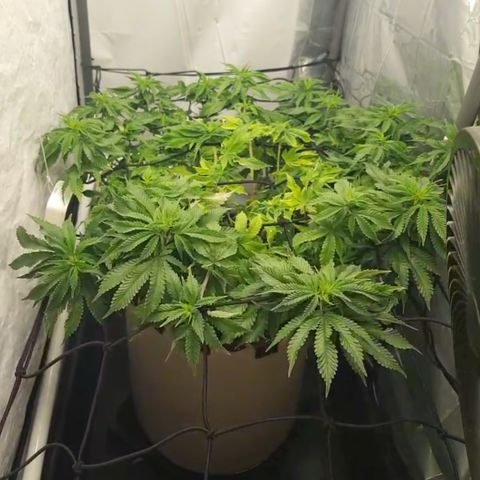 Humboldt Orange Creampop #1 growlog timeline photo