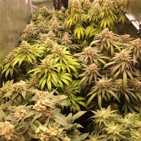 Zamnesia Jet Fuel #1 growlog timeline photo