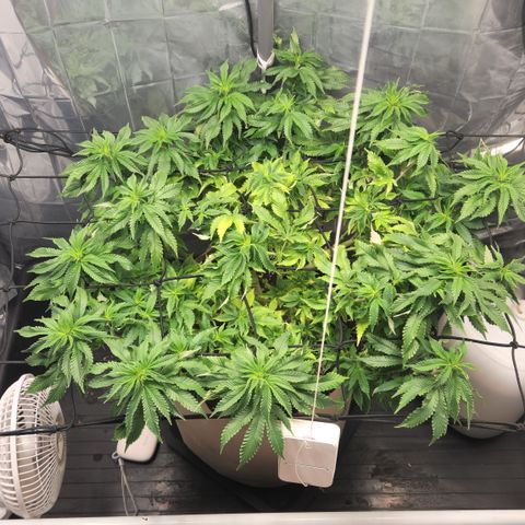 Humboldt Orange Creampop #1 growlog timeline photo