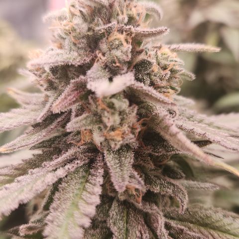 Zamnesia White Widow #1 growlog timeline photo