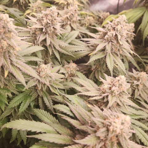 Zamnesia White Widow #1 growlog timeline photo