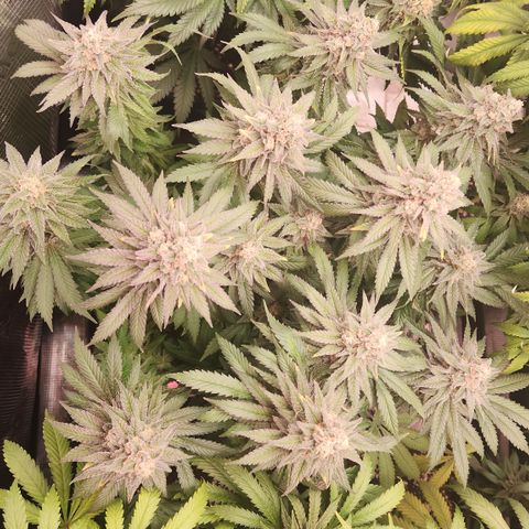 Zamnesia White Widow #1 growlog timeline photo