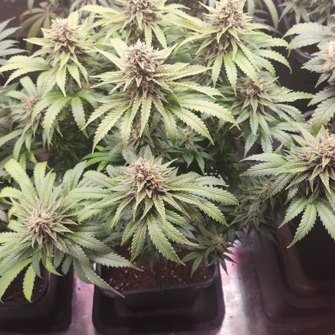 Zamnesia Sunset Sherbet #1 growlog timeline photo