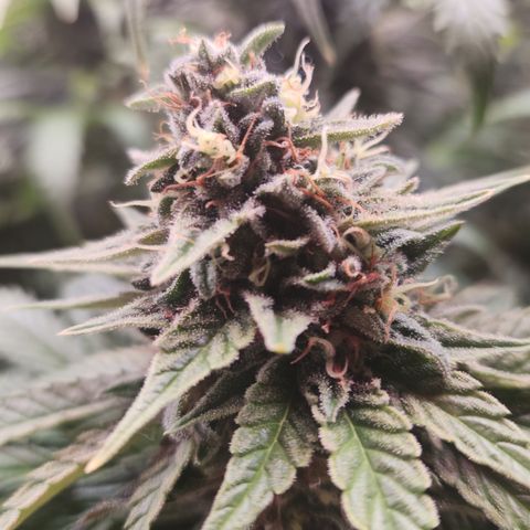 Zamnesia Sunset Sherbet #1 growlog timeline photo