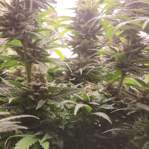 Zamnesia Sunset Sherbet #1 growlog timeline photo