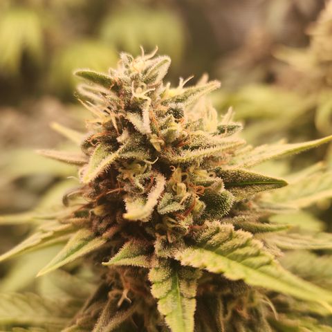 Zamnesia Sunset Sherbet #1 growlog timeline photo