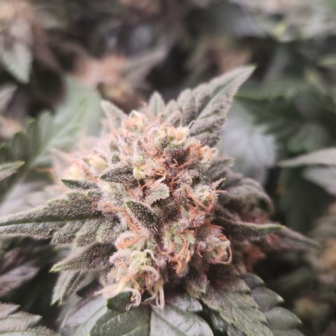Zamnesia Jet Fuel #1 growlog timeline photo