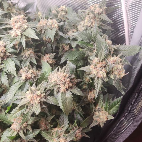 Zamnesia Jet Fuel #1 growlog timeline photo