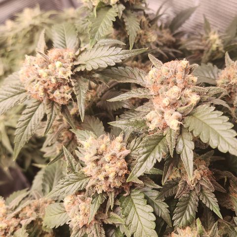 Zamnesia Jet Fuel #1 growlog timeline photo