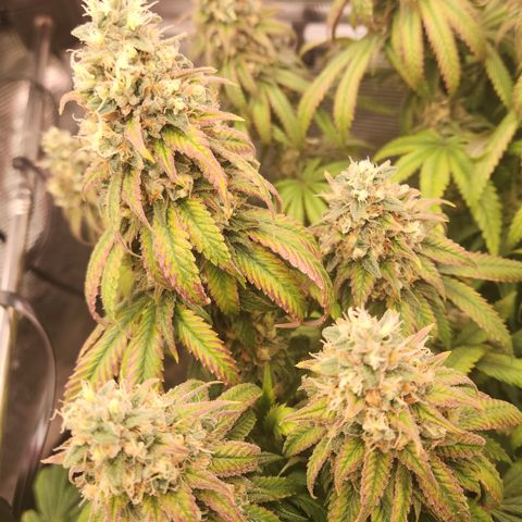 Zamnesia Sundae Driver #1 growlog timeline photo