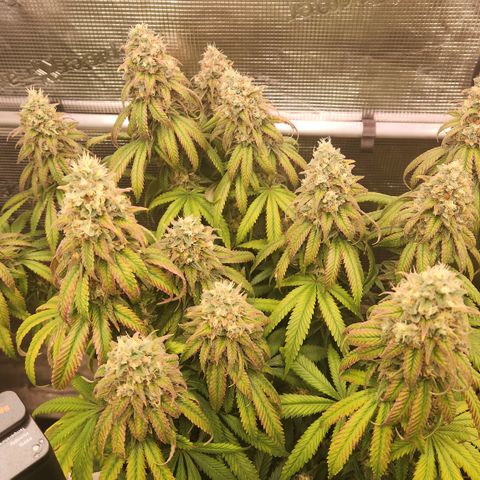 Zamnesia Sundae Driver #1 growlog timeline photo