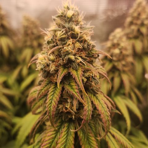 Zamnesia Sundae Driver #1 growlog timeline photo